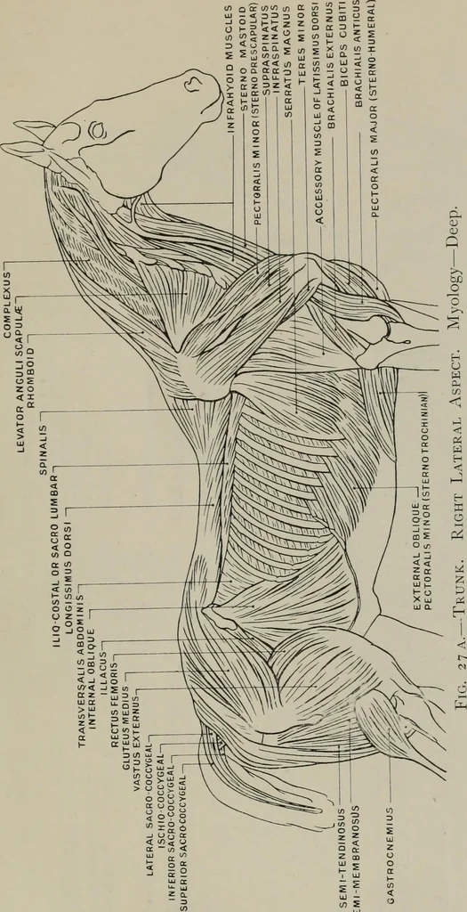 An illustration from Modelling; a guide for teachers and students, 1902, leaf 62
