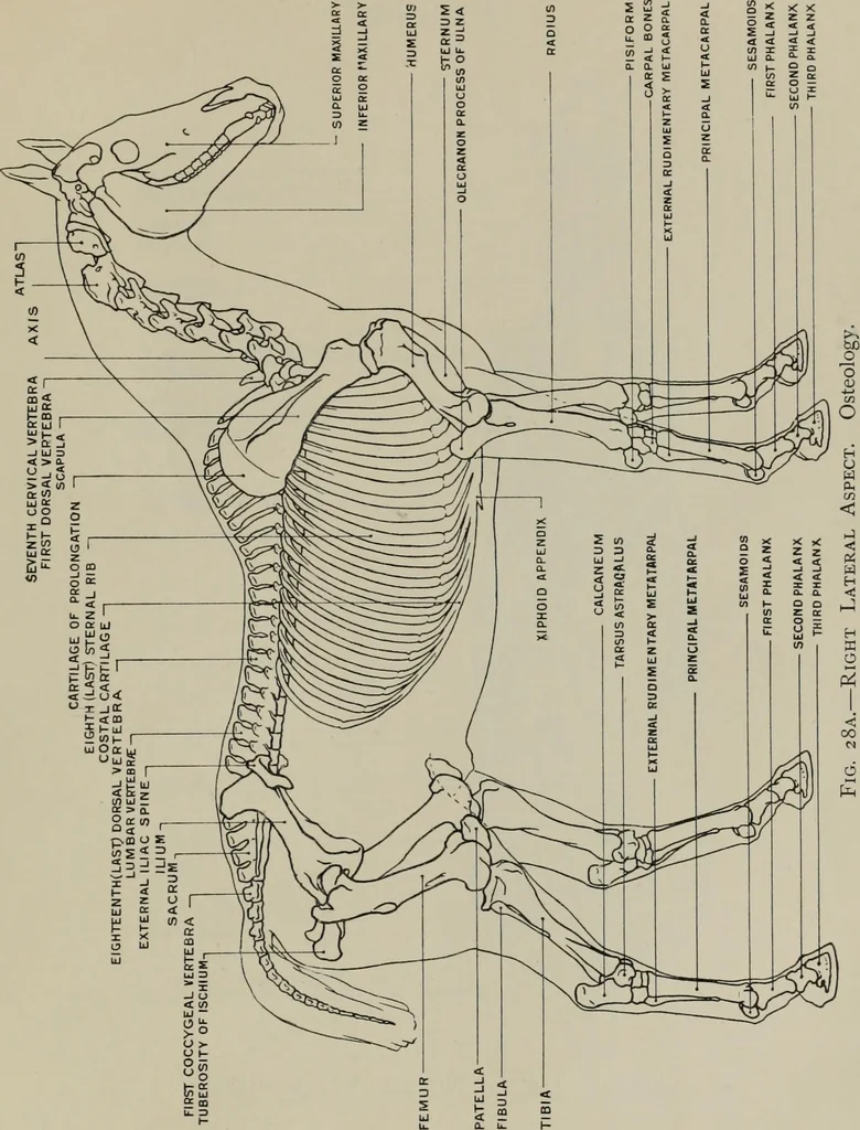 An illustration from Modelling; a guide for teachers and students, 1902, leaf 64