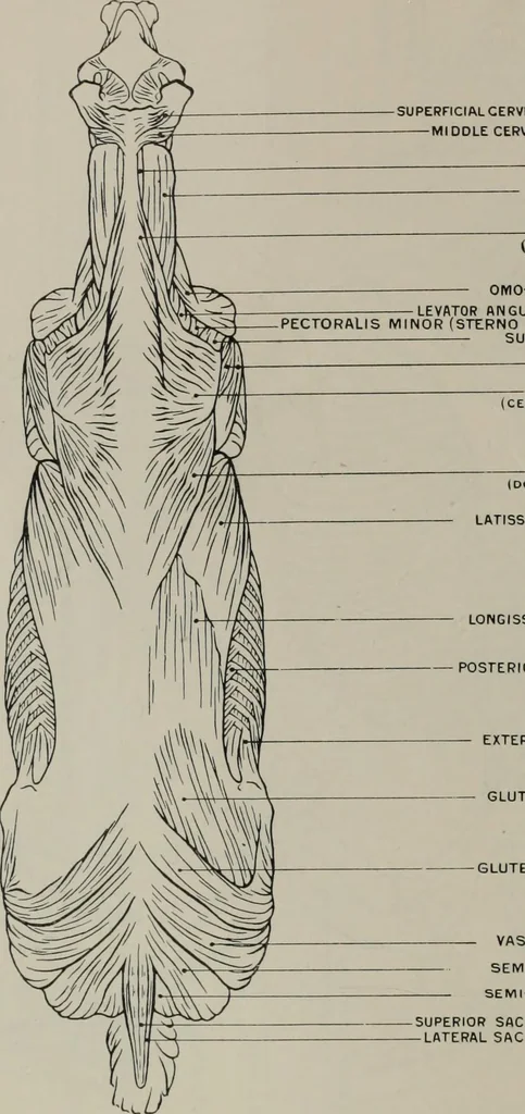 An illustration from Modelling; a guide for teachers and students, 1902, leaf 65