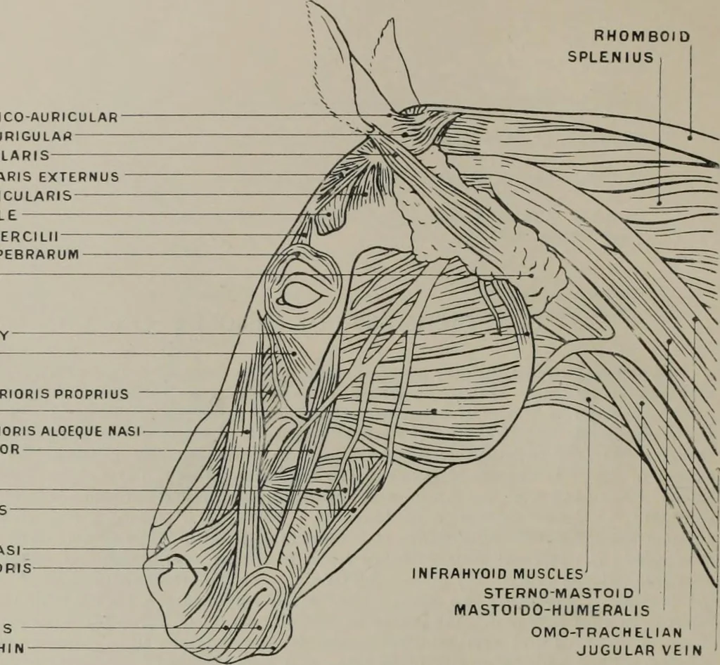 An illustration from Modelling; a guide for teachers and students, 1902, leaf 69
