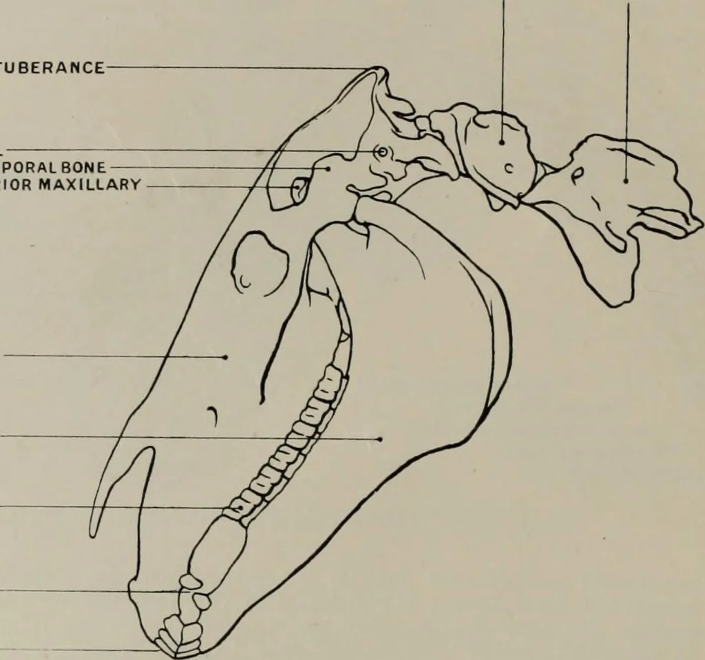 An illustration from Modelling; a guide for teachers and students, 1902, leaf 71