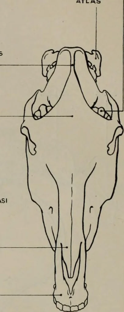 An illustration from Modelling; a guide for teachers and students, 1902, leaf 73