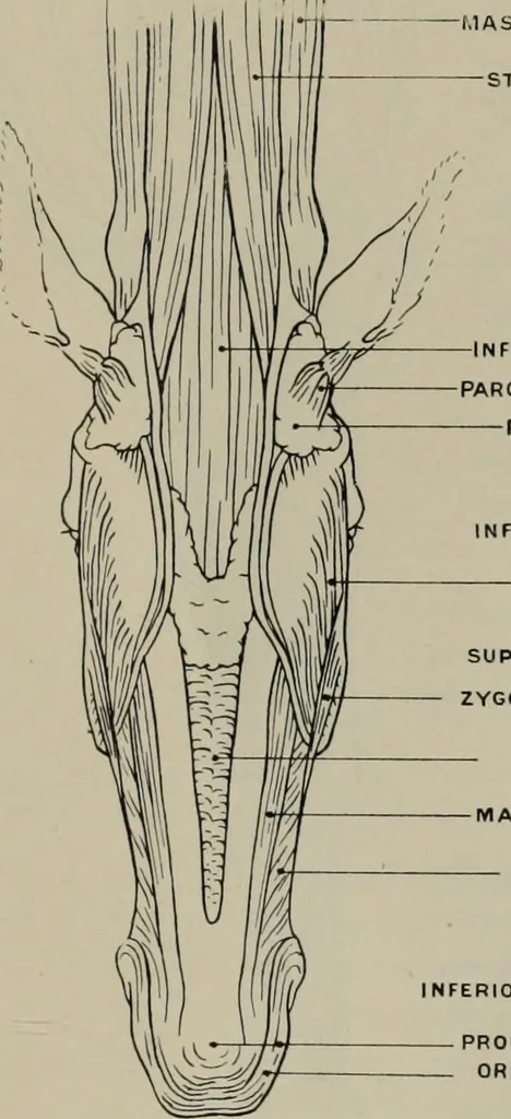 An illustration from Modelling; a guide for teachers and students, 1902, leaf 74