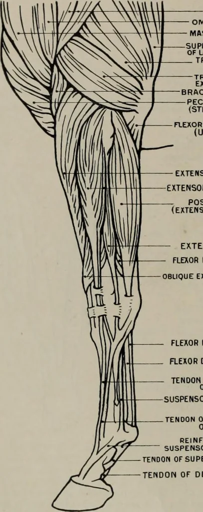 An illustration from Modelling; a guide for teachers and students, 1902, leaf 75