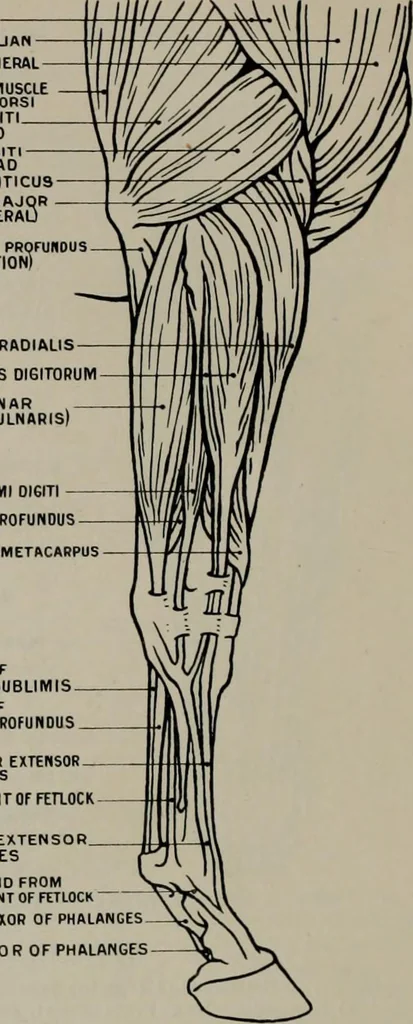 An illustration from Modelling; a guide for teachers and students, 1902, leaf 75