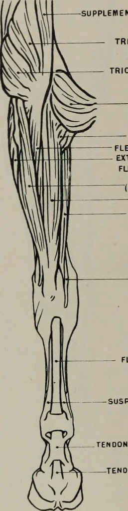 An illustration from Modelling; a guide for teachers and students, 1902, leaf 77