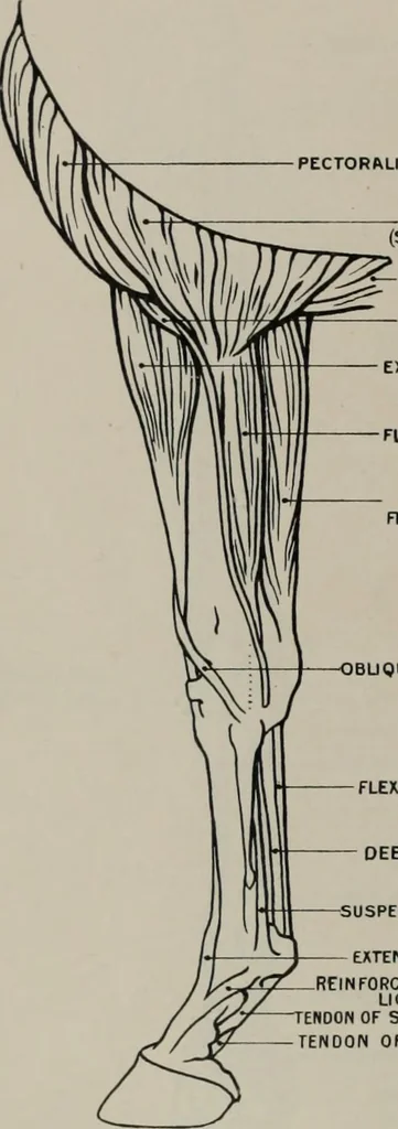 An illustration from Modelling; a guide for teachers and students, 1902, leaf 79