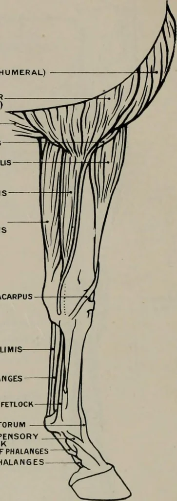 An illustration from Modelling; a guide for teachers and students, 1902, leaf 79