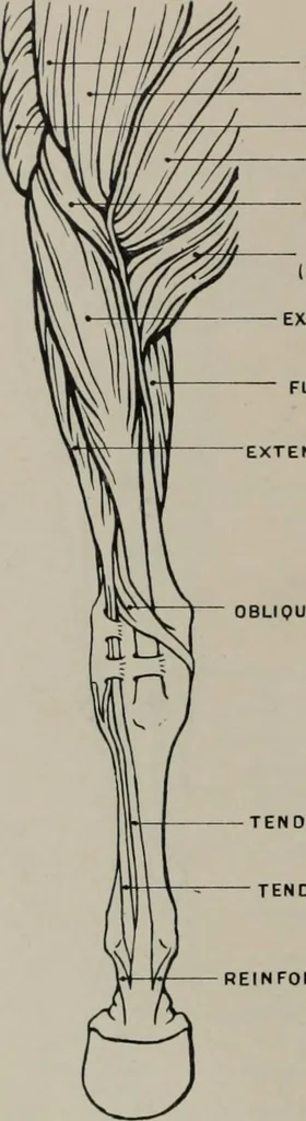 An illustration from Modelling; a guide for teachers and students, 1902, leaf 81