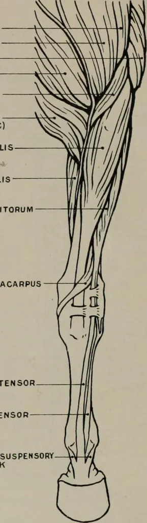 An illustration from Modelling; a guide for teachers and students, 1902, leaf 81