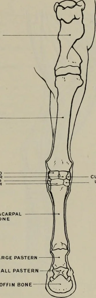 An illustration from Modelling; a guide for teachers and students, 1902, leaf 82