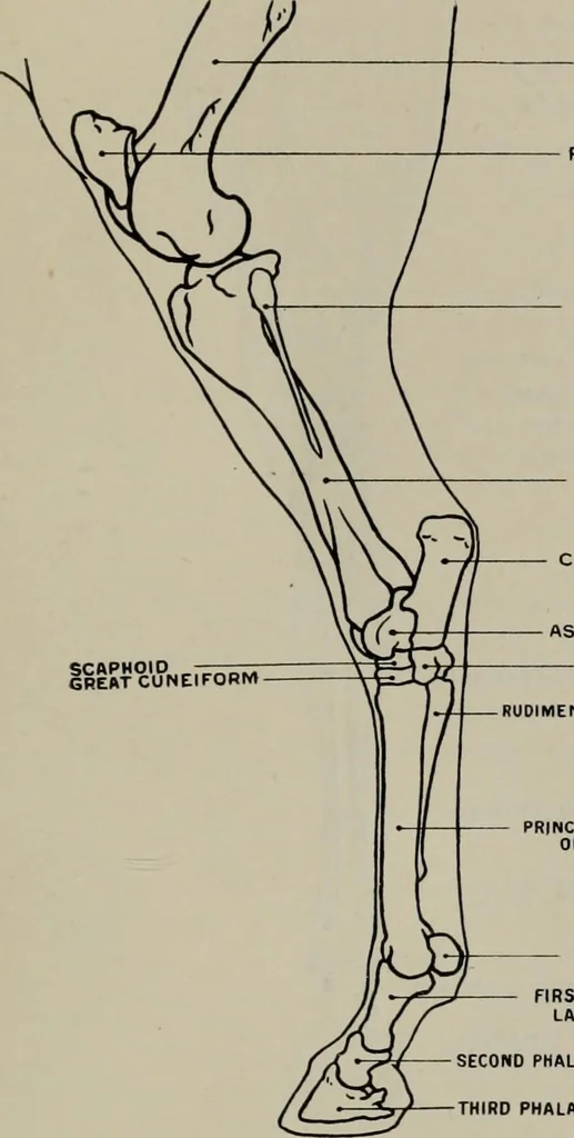 An illustration from Modelling; a guide for teachers and students, 1902, leaf 84
