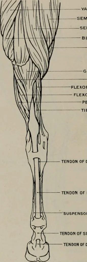 An illustration from Modelling; a guide for teachers and students, 1902, leaf 85