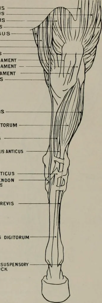 An illustration from Modelling; a guide for teachers and students, 1902, leaf 89