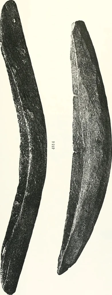 An illustration from Models of ships and boats, 1913, leaf 218
