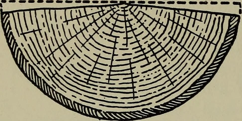 An illustration from Modern cabinetwork, furniture & fitments; an account of the theory & practice in the production of all kinds of cabinetwork & furniture, with chapters on the growth and progress of design and construction;, 1910, leaf 443