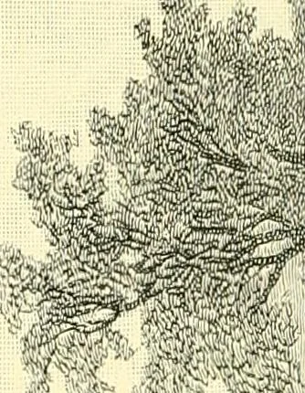 An illustration from Modern carriages, 1905, leaf 81