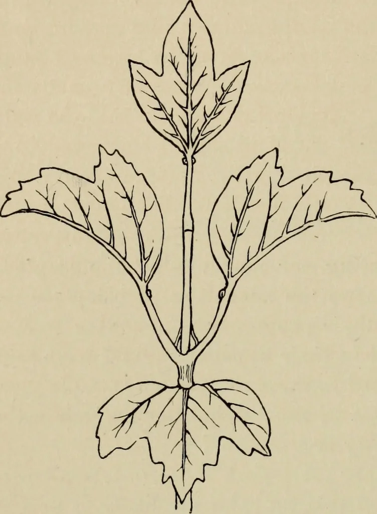 An illustration from Modern dwellings in town and country adapted to American wants and climate with a treatise on furniture and decoration, 1878, leaf 169