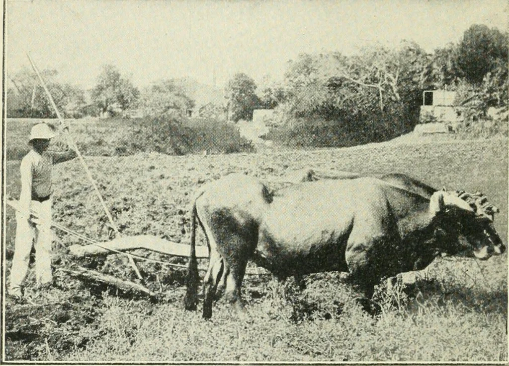 An illustration from The modern gas tractor, its construction, utility, operation and repair: a practical treatise defining every branch of up-to-date gas tractor engineering, driving and maintenance in a non-technical manner. Considers fully all types of power plants and their components, methods of drive and speed changing mechanisms. Describes design and construction as well as practical application of tractors in the field, 1919, leaf 35