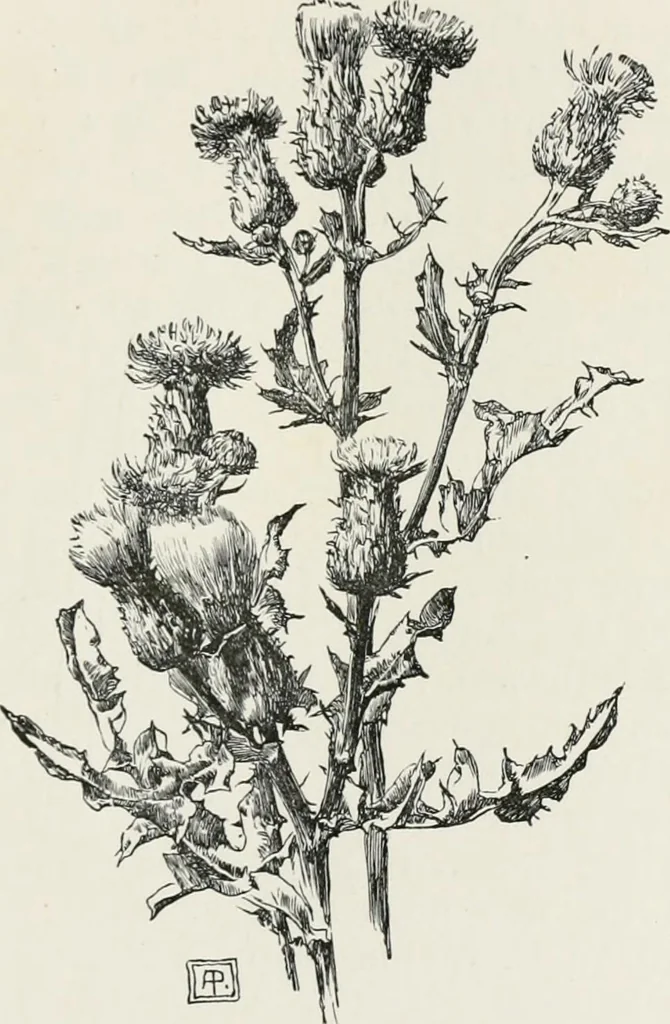 An illustration from Modern illustration, 1895, leaf 284