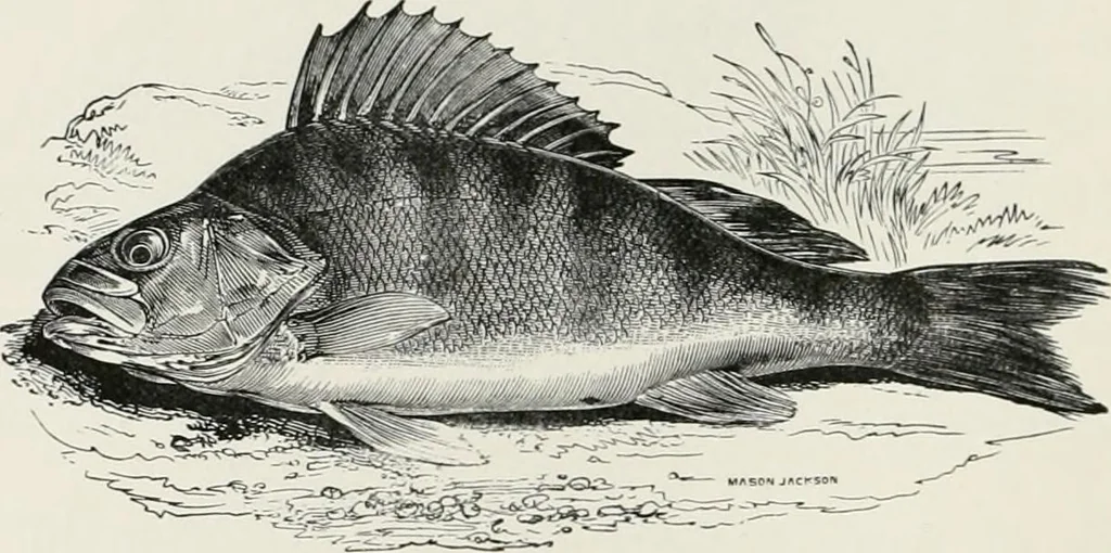 An illustration from Modern illustration, 1895, leaf 93
