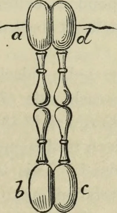 An illustration from Modern magic. : A practical treatise on the art of conjuring., 1885, leaf 354