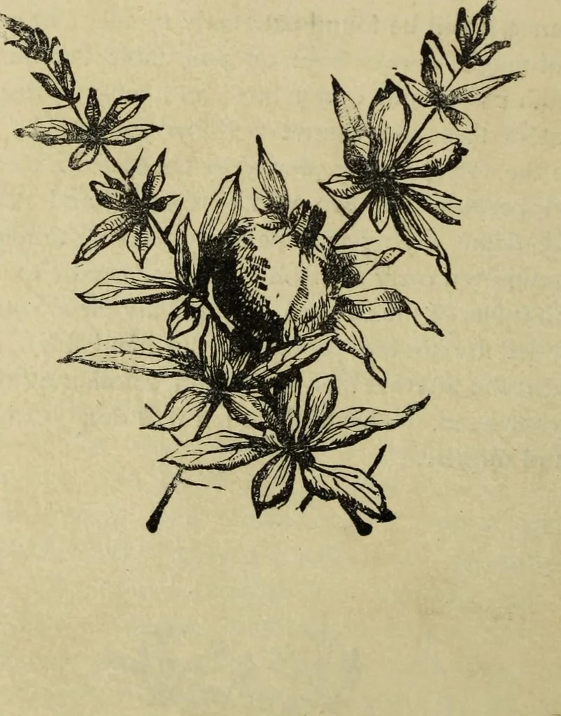 An illustration from Modern magic. : A practical treatise on the art of conjuring., 1885, leaf 587