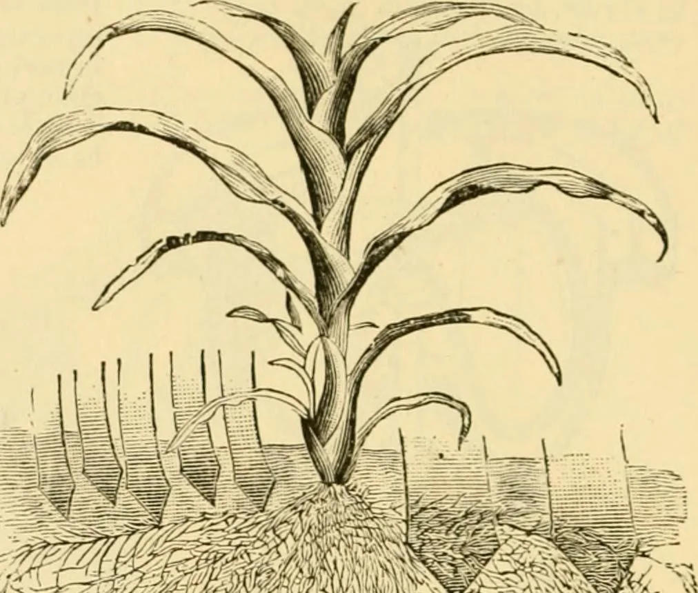 An illustration from Modern mechanism, exhibiting the latest progress in machines, motors, and the transmission of power, being a supplementary volume to Appletons' cyclopaedia of applied mechanics, 1892, leaf 177