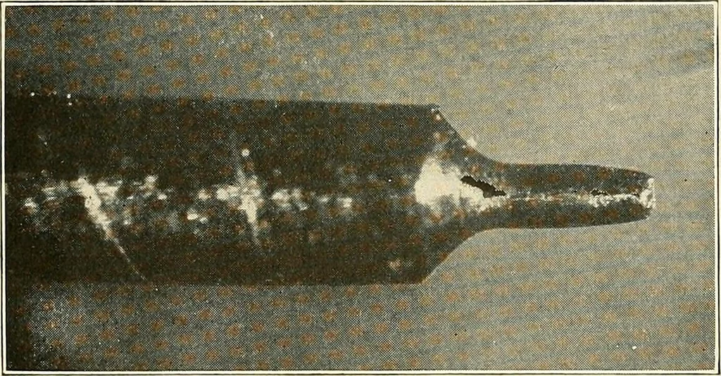 An illustration from Modern methods in horology, 1904, leaf 244