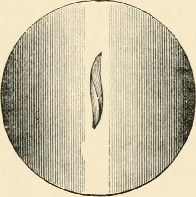 An illustration from Modern microscopy; a handbook for beginners and students, 1912, leaf 121