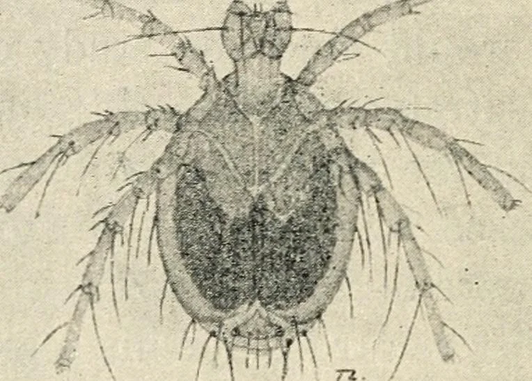An illustration from Modern microscopy; a handbook for beginners and students, 1912, leaf 287