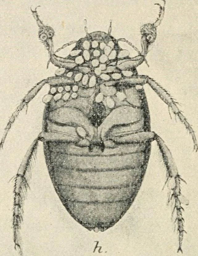 An illustration from Modern microscopy; a handbook for beginners and students, 1912, leaf 289