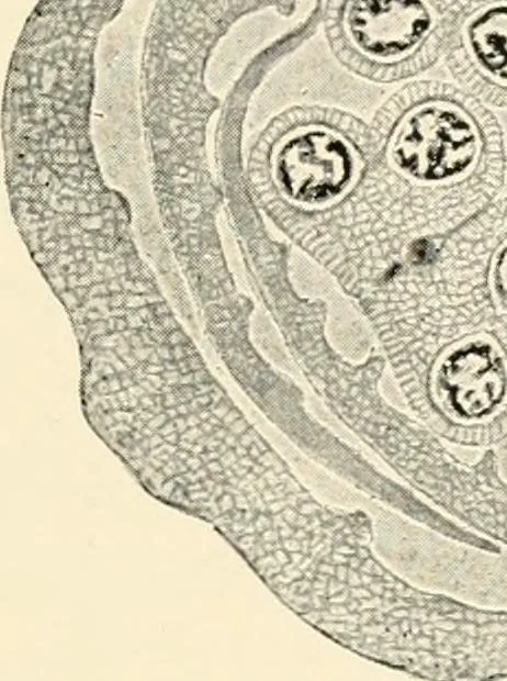 An illustration from Modern microscopy; a handbook for beginners and students, 1912, leaf 320