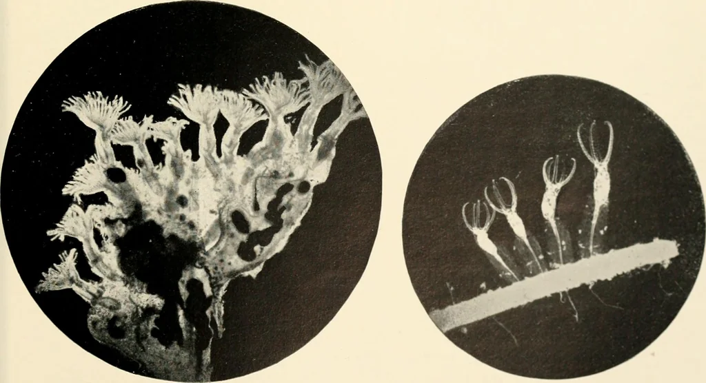 An illustration from Modern microscopy; a handbook for beginners and students, 1912, leaf 320