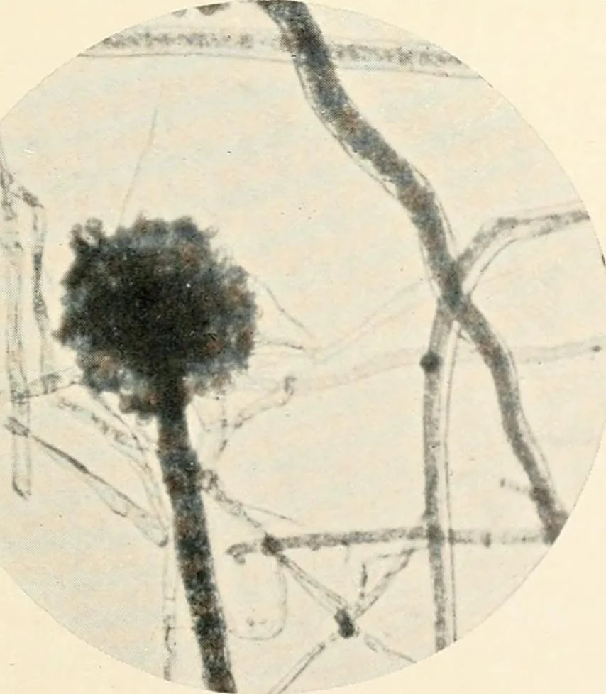 An illustration from Modern microscopy; a handbook for beginners and students, 1912, leaf 326