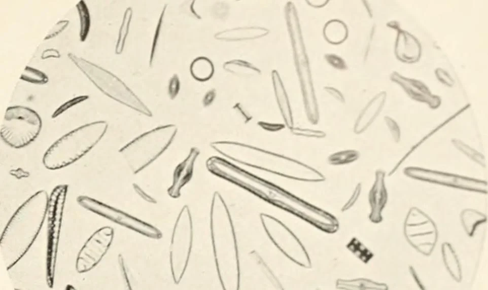 An illustration from Modern microscopy; a handbook for beginners and students, 1912, leaf 334