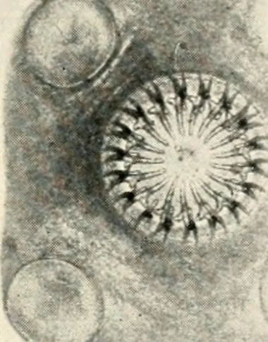 An illustration from Modern microscopy; a handbook for beginners and students, 1912, leaf 340