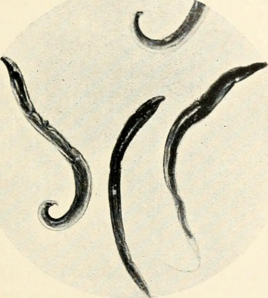 An illustration from Modern microscopy; a handbook for beginners and students, 1912, leaf 340