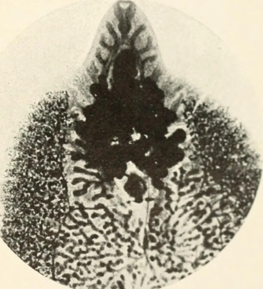 An illustration from Modern microscopy; a handbook for beginners and students, 1912, leaf 340