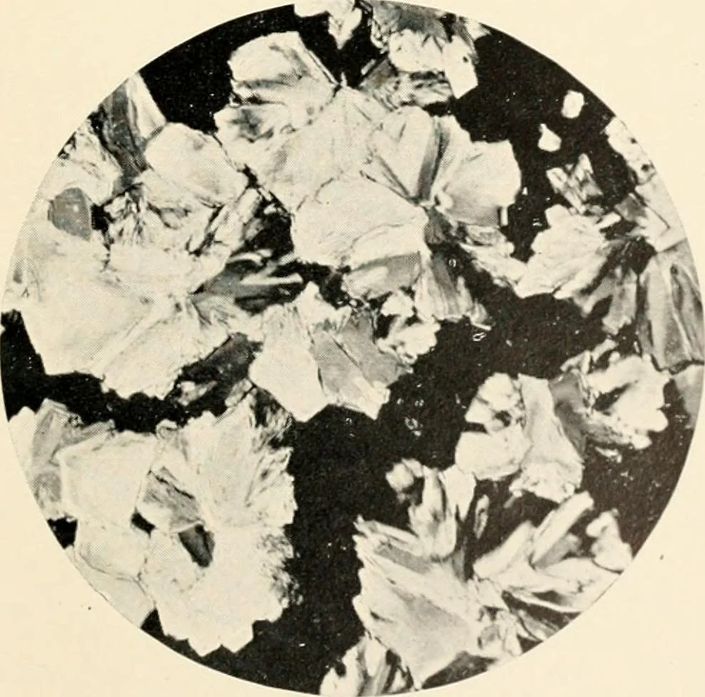 An illustration from Modern microscopy; a handbook for beginners and students, 1912, leaf 346