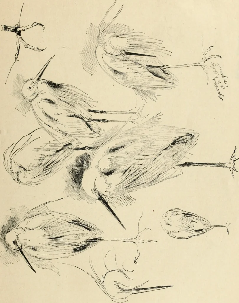 An illustration from Modern pen drawings: European and American;, 1901, leaf 355