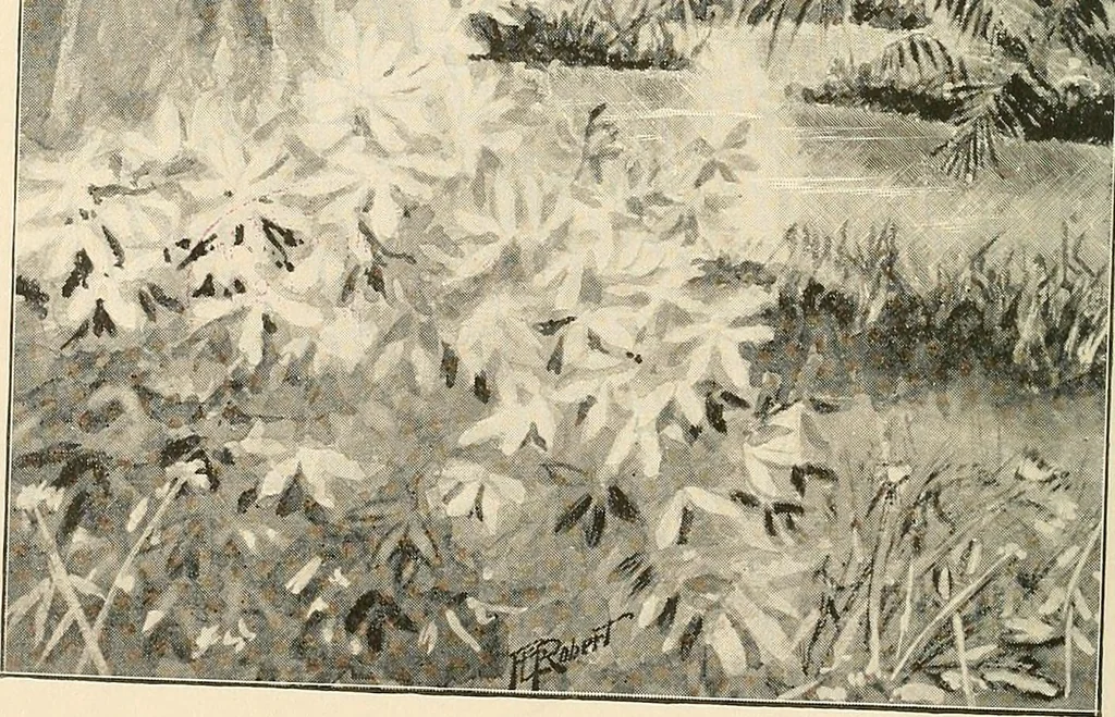 An illustration from Modern spiritualism. A subject of prophecy and a sign of the times, 1896, leaf 7