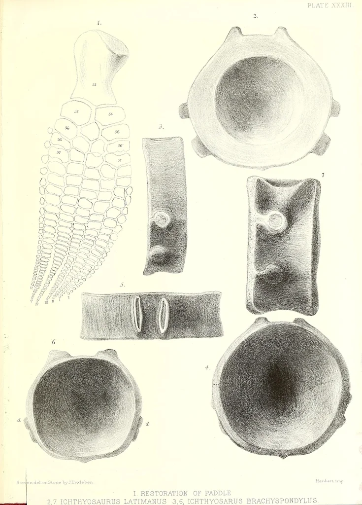 An illustration from A monograph of the fossil Reptilia of the Liassic formations, 1861, leaf 439
