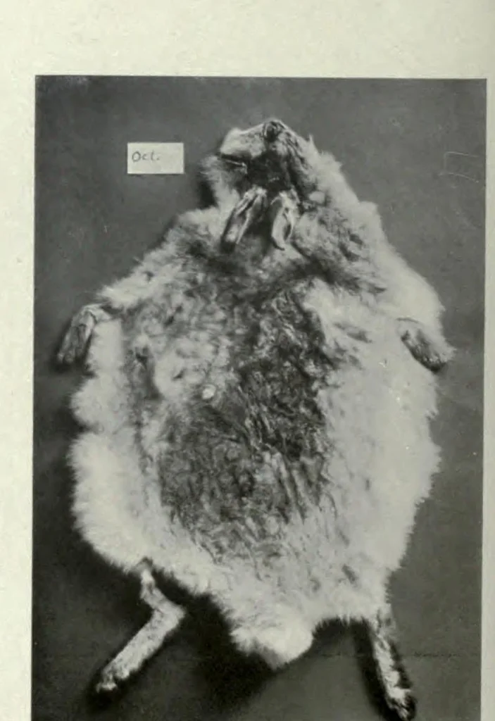 An illustration from A monograph on albinism in man, 1911, leaf 112