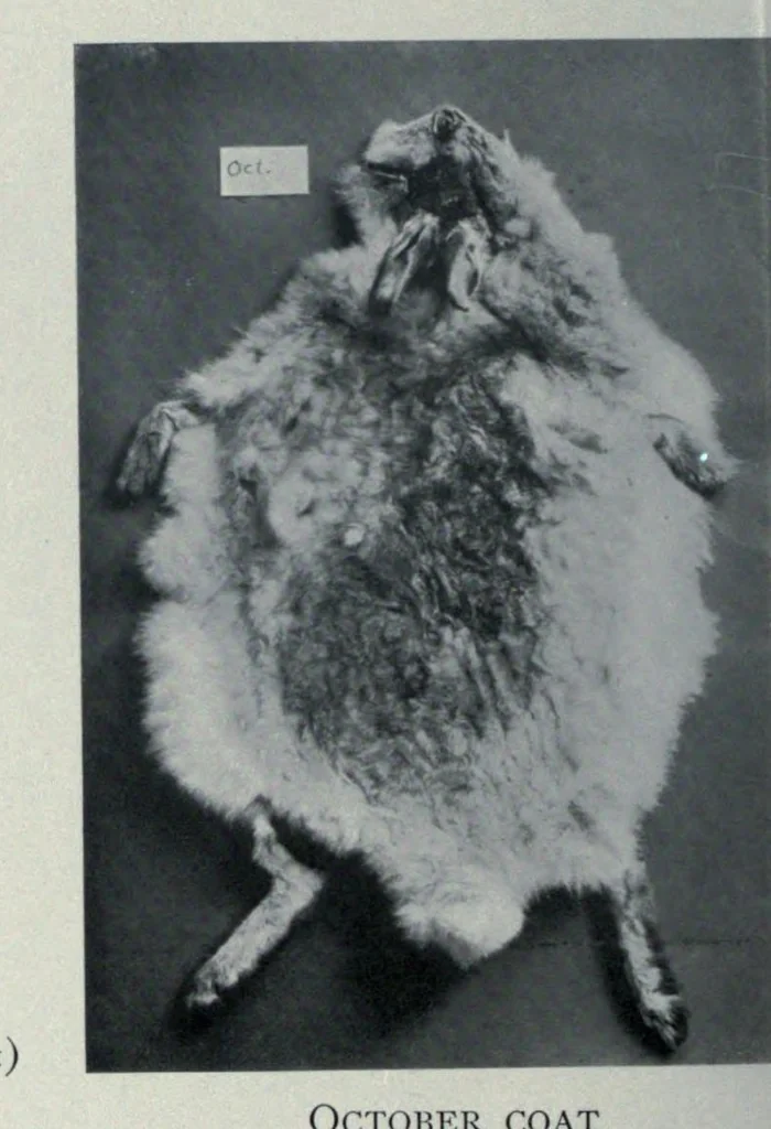 An illustration from A monograph on albinism in man, 1911, leaf 112