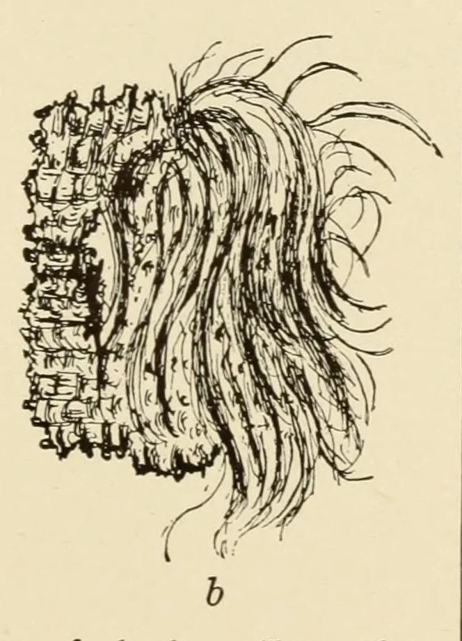 An illustration from A Montauk cemetery at Easthampton, Long island, 1920, leaf 65
