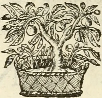 An illustration from Monumenta Patauina, Sertorii Vrsati studio collecta, digesta, explicata, suisque iconibus expressa, 1652, leaf 19
