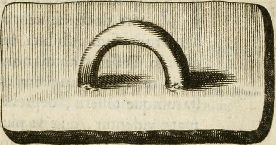 An illustration from Monumenta Patauina, Sertorii Vrsati studio collecta, digesta, explicata, suisque iconibus expressa, 1652, leaf 196