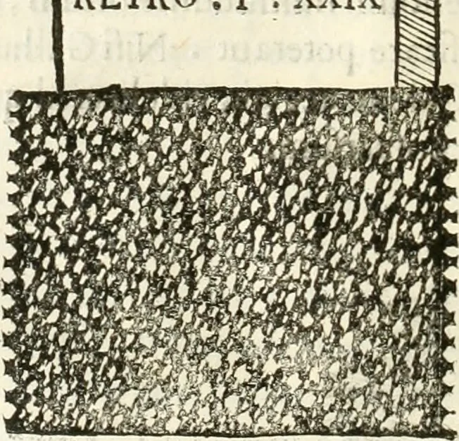 An illustration from Monumenta Patauina, Sertorii Vrsati studio collecta, digesta, explicata, suisque iconibus expressa, 1652, leaf 307