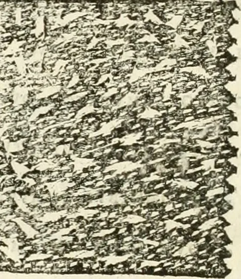 An illustration from Monumenta Patauina, Sertorii Vrsati studio collecta, digesta, explicata, suisque iconibus expressa, 1652, leaf 95
